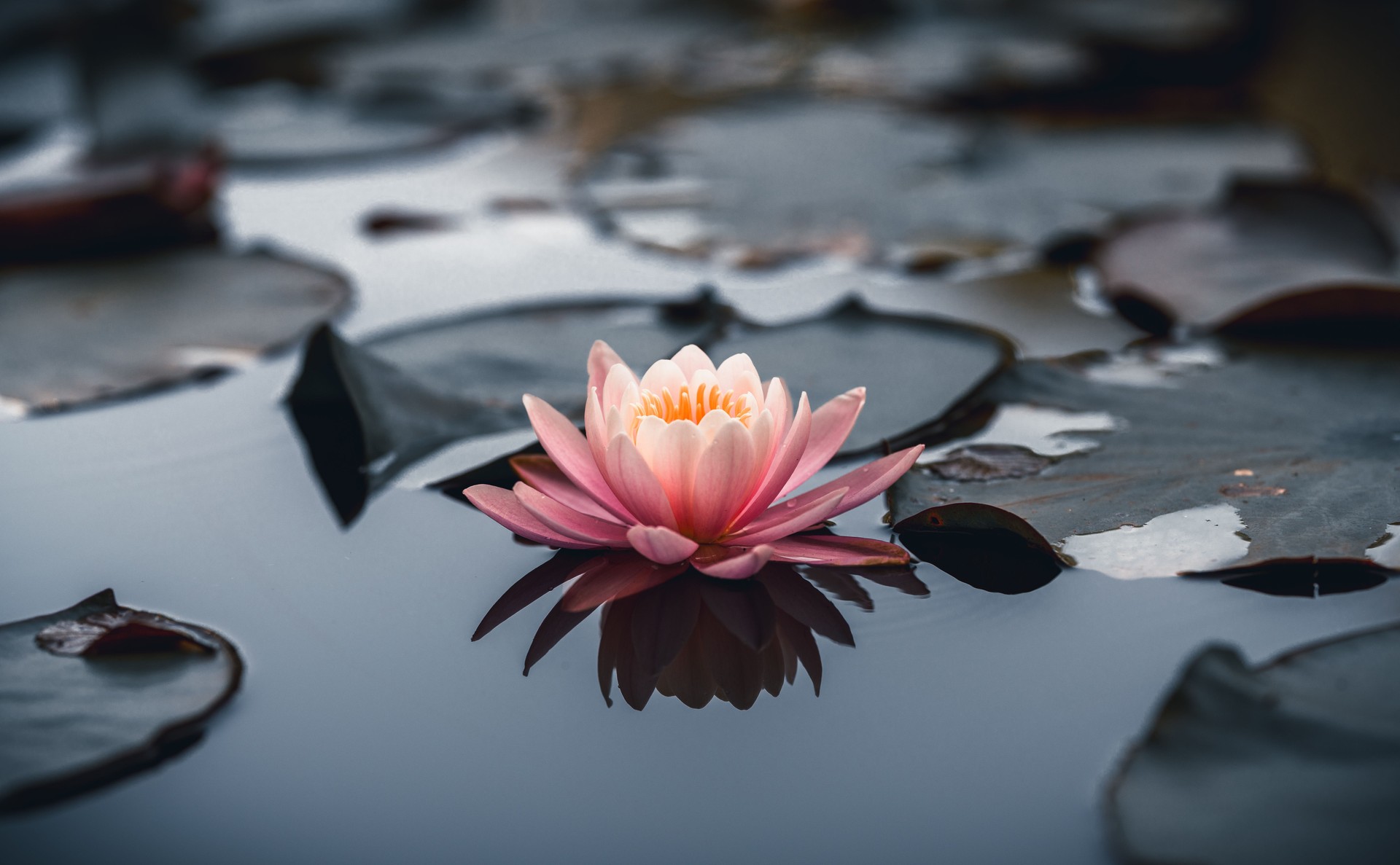 Pink water lily or lotus flower on water